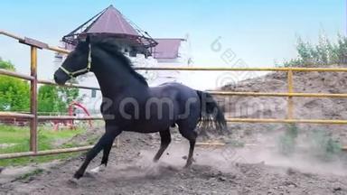倔强的黑马在空旷的天空下，在围场中飞驰.. 马表现出他的脾气